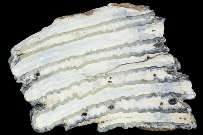 Polished Mammoth Molar Section - South Carolina #125560